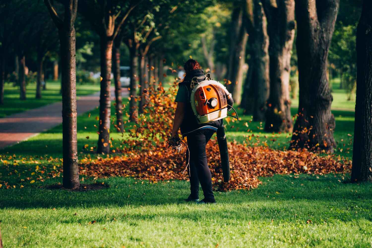 The Steps Involved in Our Tree Care Process in Piedmont, MO